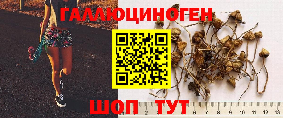 Галлюциногенные грибы GOLDEN TEACHER Махачкала